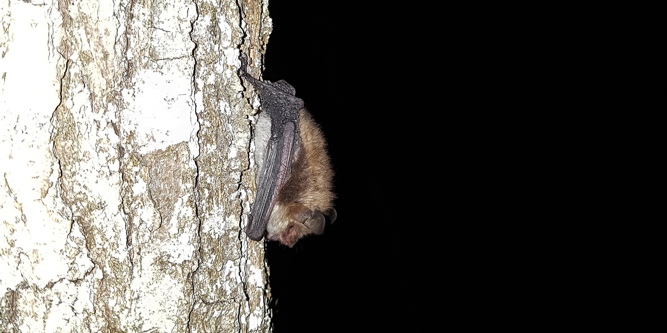 Chauves-souris : un voyage au crépuscule